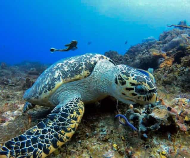 Cozumel: Two Dives - Sunset & Night - Key Points