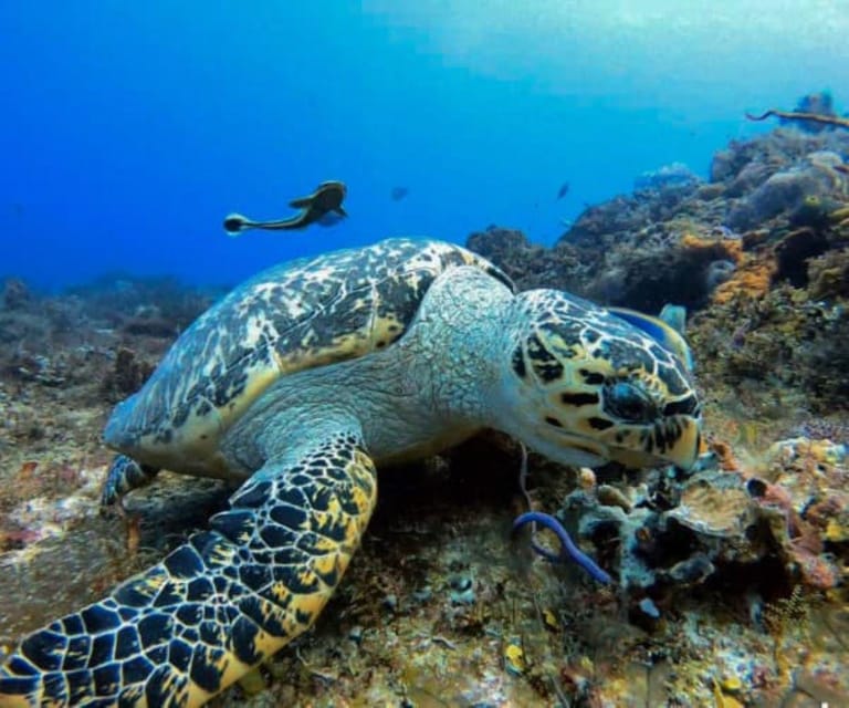 Cozumel: Two Dives - Sunset & Night - Pricing and Reservation