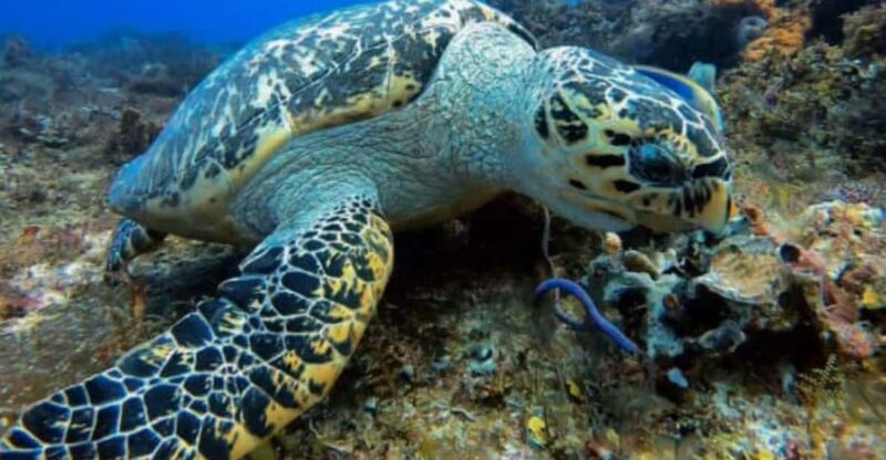 Cozumel: Two Dives - Sunset & Night - Diving Experience