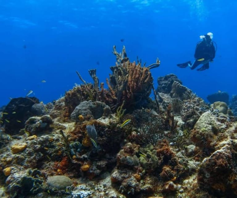 Cozumel: Two Dives - Sunset & Night - Transportation and Extras