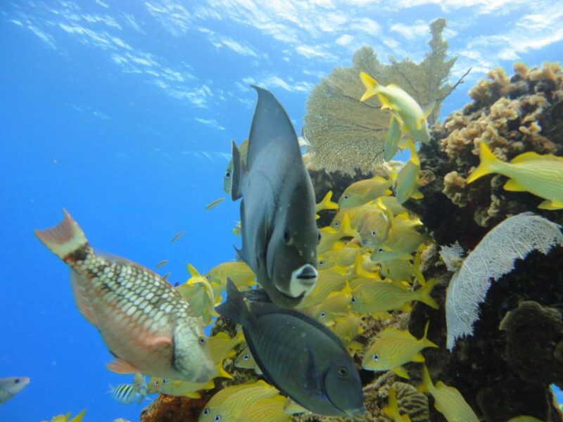 Cozumel: VIP Glass Bottom Boat & Snorkeling 3 Reefs Tour - Tour Experience