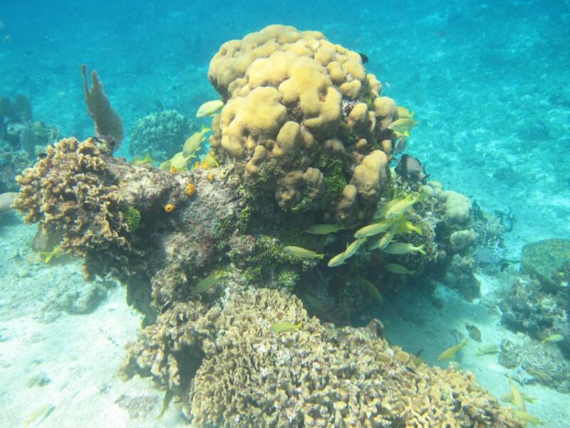 Cozumel: VIP Glass Bottom Boat & Snorkeling 3 Reefs Tour - Crew Professionalism