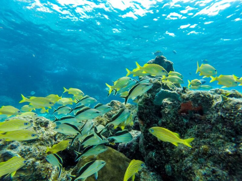 Cozumel: West Coast E-Bike and Snorkeling Tour - Important Information