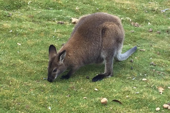 Cradle Mountain Day Tour From Launceston Including Lunch - Accessibility and Physical Fitness