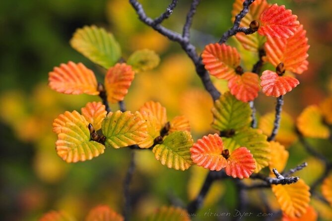 Cradle Mountain : Hobart to Cradle Active Day Trip - Booking and Policies