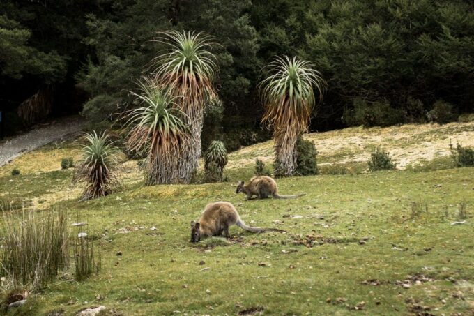 Cradle Mountain National Park by Coach From Launceston - Frequently Asked Questions