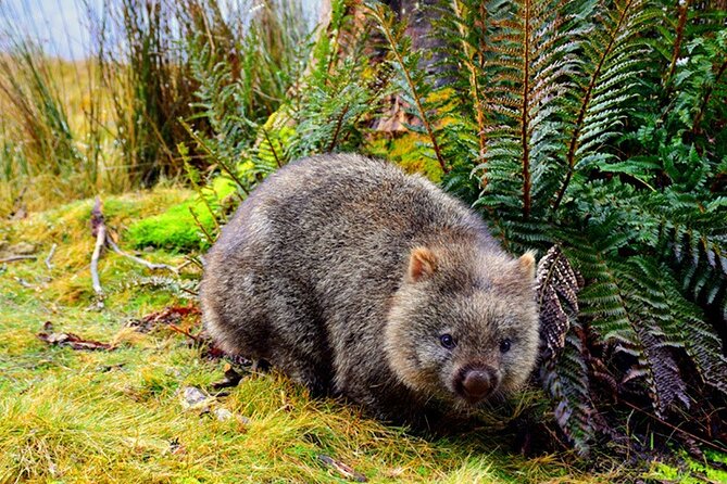 Cradle Mountain National Park Day Tour From Launceston - Accessibility and Group Size