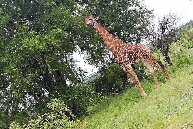Cradle of Human Kind & Lion & Rhino Park Tour Full Day Tour Private - Exploring the Cradle of Humankind
