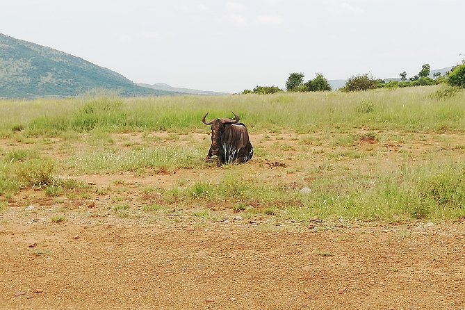 Cradle of Human Kind & Lion & Rhino Park Tour Full Day Tour Private - Encountering Lions and Rhinos
