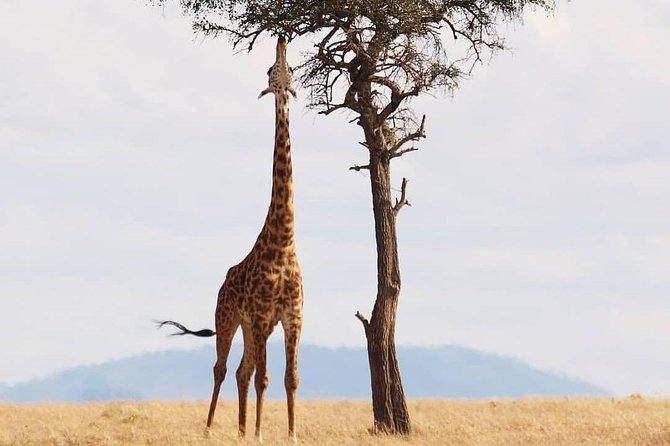 Cradle of Human Kind & Lion & Rhino Park Tour Full Day Tour Private - Capturing Memorable Moments