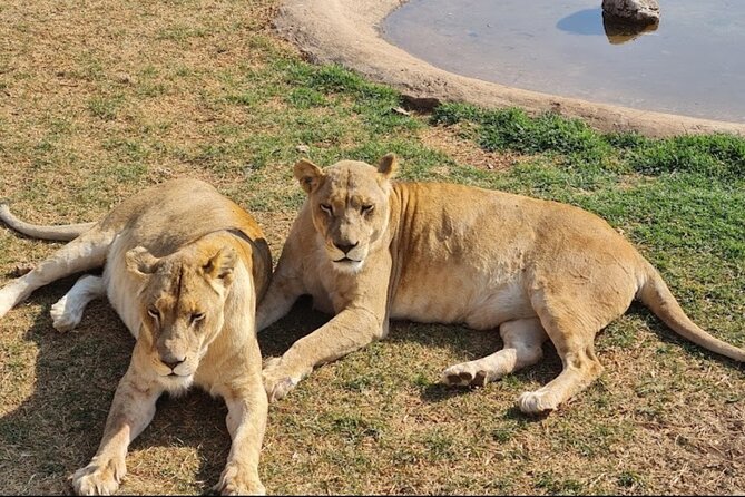 Cradle of Human Kind & Lion & Rhino Park Tour Full Day Tour Private - Maximizing Your Experience