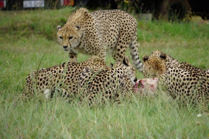 Cradle of Humankind, Caves or Maropeng, Rhino and Lion Park - Tour Inclusions and Exclusions