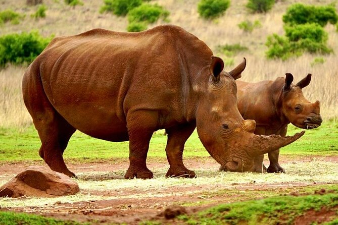 Cradle of Humankind, Caves or Maropeng, Rhino and Lion Park - Pickup and Logistics Details
