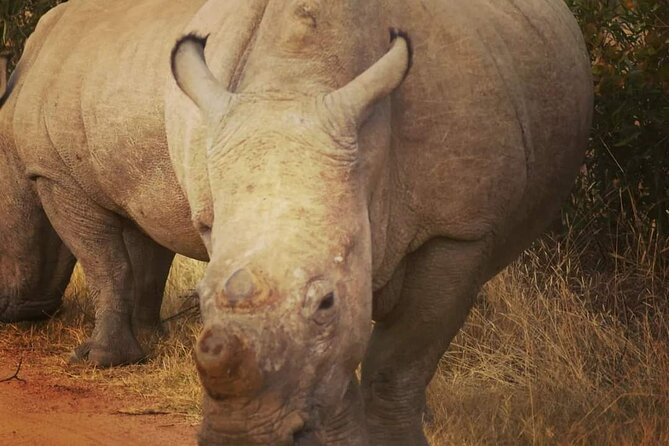 Cradle of Humankind, Caves or Maropeng, Rhino and Lion Park - Destination Information