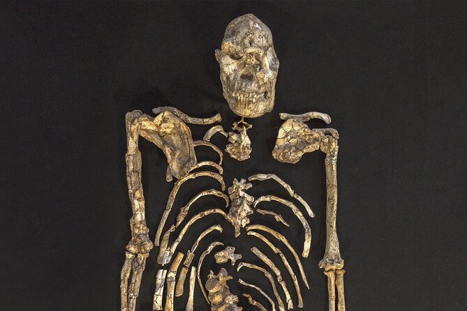 Cradle of Humankind Half Day Tour - Pickup and Accessibility
