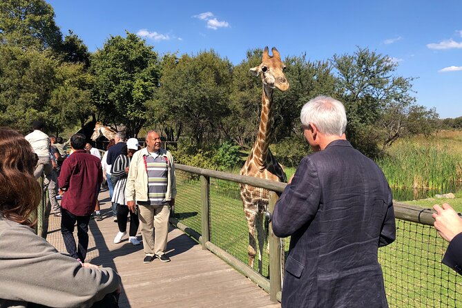 Cradle of Humankind Tour With Lion Safari From Johannesburg - Highlights