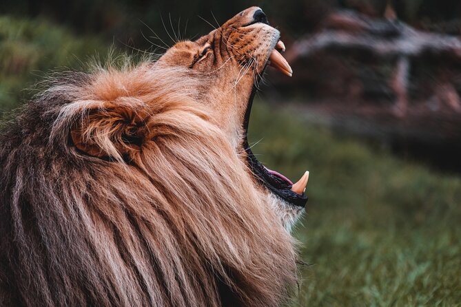 Cradle of Humankind Tour With Lion Safari From Johannesburg - Additional Information