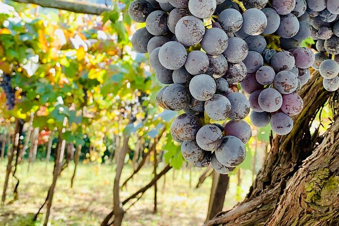 Craftsmanship and Flavors of Sorrento and Amalfi Coast - About Your Stay