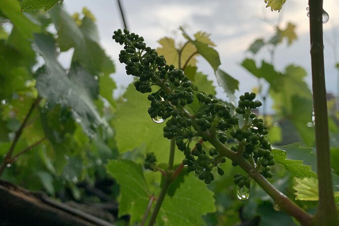 Craftsmanship and Flavors of Sorrento and Amalfi Coast - Questions About Staying Here