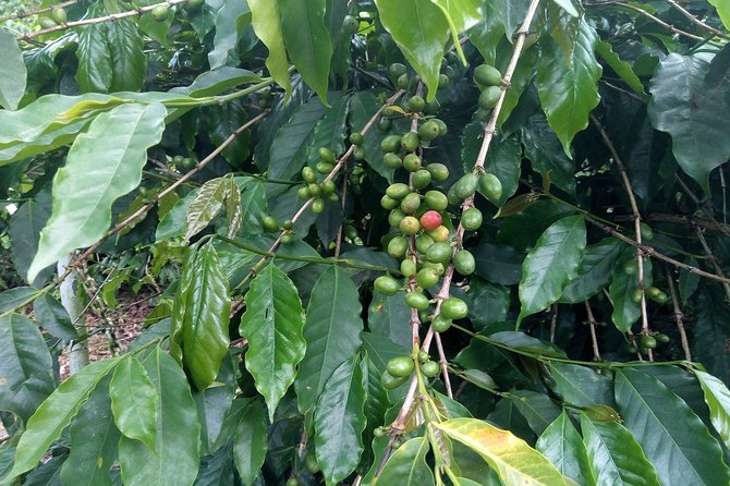 Craighton Blue Mountain Coffee Tasting & Farm Tour From Port Royal Cruise Port - What to Expect