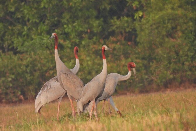 CRANES OF THE MEKONG by Discovery Center, Kep West - Good To Know