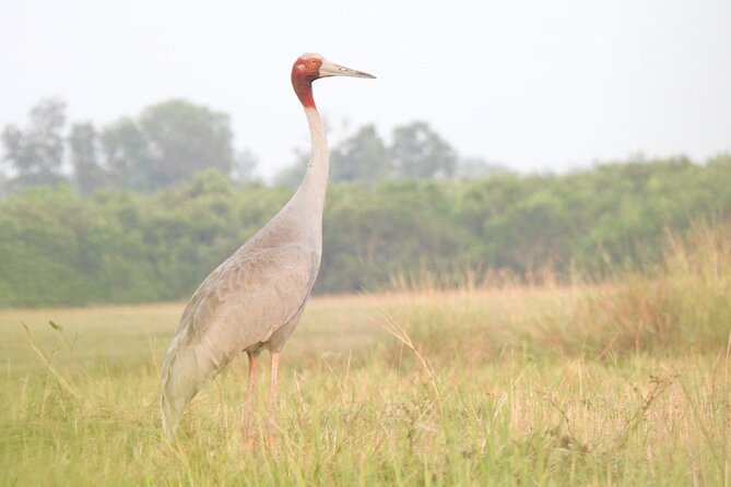 CRANES OF THE MEKONG by Discovery Center, Kep West - Pickup Information