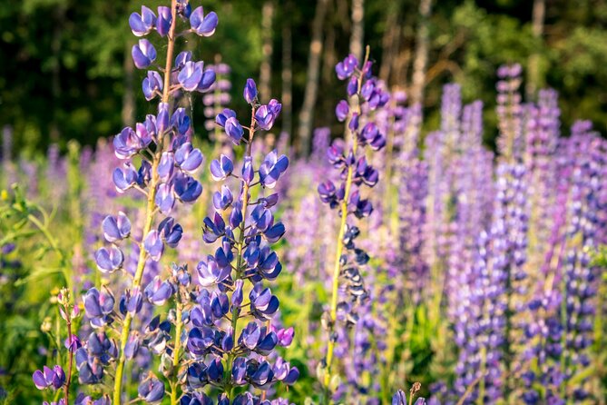 Crater Lake National Park Self-Guided Driving Audio Tour - User Experience and Feedback