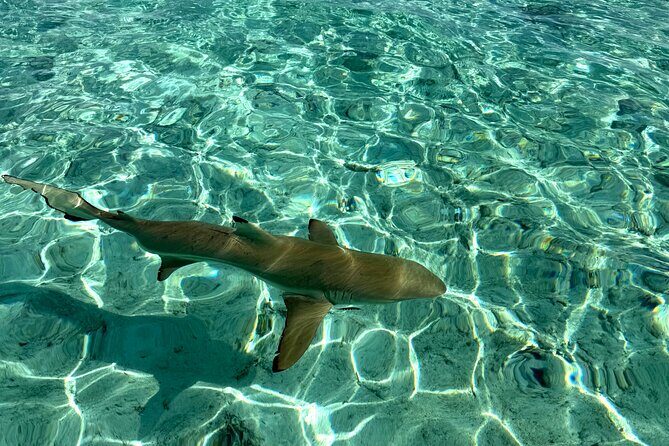 Crazy sea horse Bora Bora Comfortable boat, snorkeling and lunch - Who Will Love This Tour?