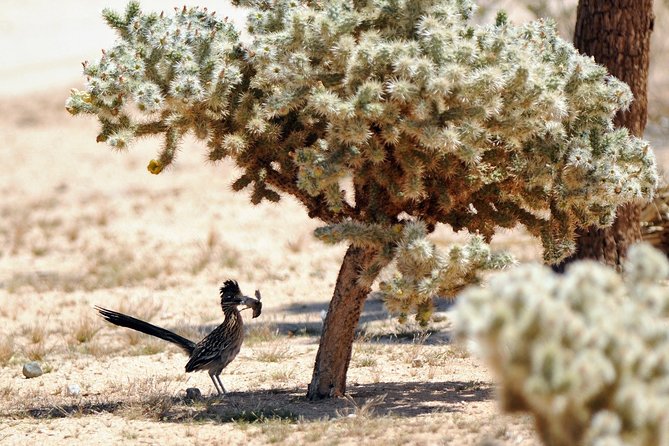 Creative Soul Scavenger Hunt (Hidden Valley, Joshua Tree) Remote Host - Co-Creating the Experience With the Host