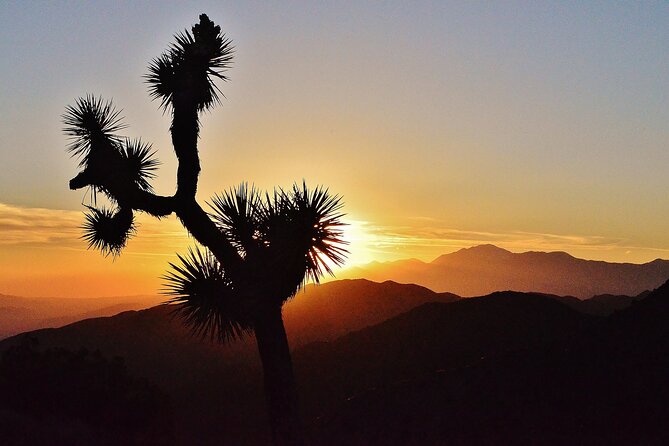 Creative Soul Scavenger Hunt (Hidden Valley, Joshua Tree) Remote Host - Review Highlights and Necessary Information