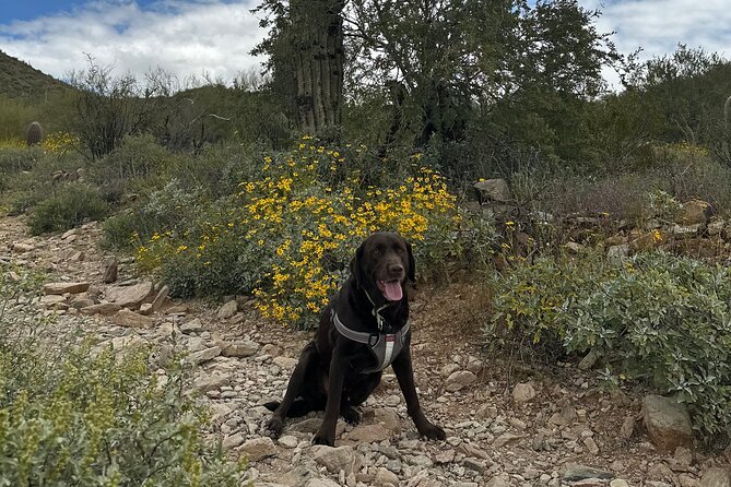 Creative Soul Scavenger Hunt (Lost Dog Trailhead, Scottsdale) - Gameplay and Objective Overview