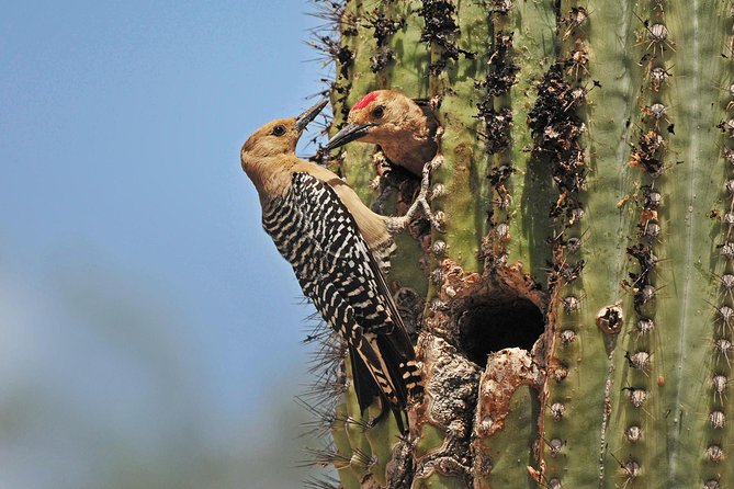 Creative Soul Scavenger Hunt(Sabino Canyon&Catalina Park,Tucson) - Activity Description and Highlights
