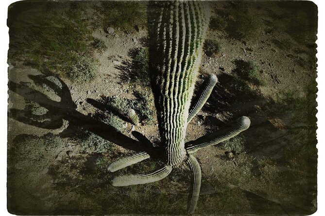 Creative Soul Scavenger Hunt(Sabino Canyon&Catalina Park,Tucson) - Confirmation and Booking Details
