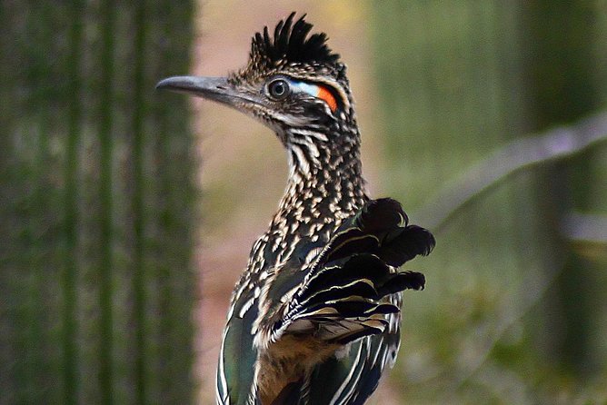Creative Soul Scavenger Hunt(Sabino Canyon&Catalina Park,Tucson) - Recommended for Groups or Solo