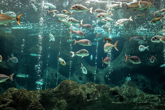 CRETAquarium Entrance Ticket in Crete - Admission Ticket Purchase