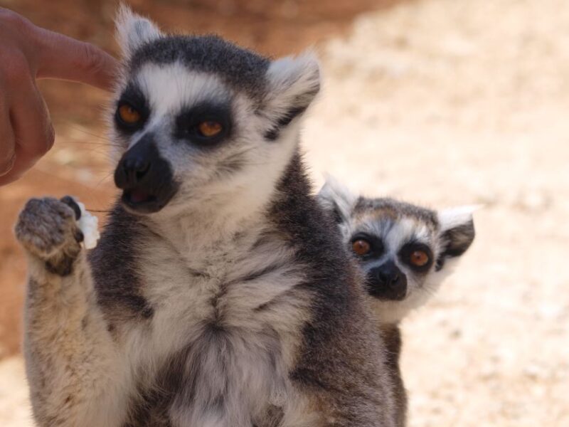 Crete: Agios Nikolaos, Kritsa and Amazonas Park Day Trip - Inclusions and Costs