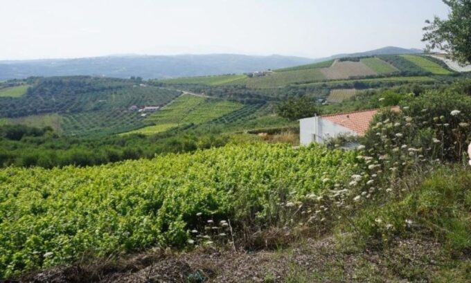 Crete: Full-Day Cretan Wines, Olive Oil, Raki and Food Tour - Tour Duration and Group Size