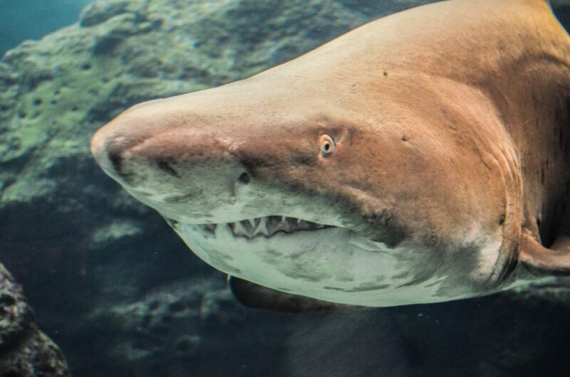 Crete: Heraklion Market & Creta Aquarium *Skip the Line - Key Points