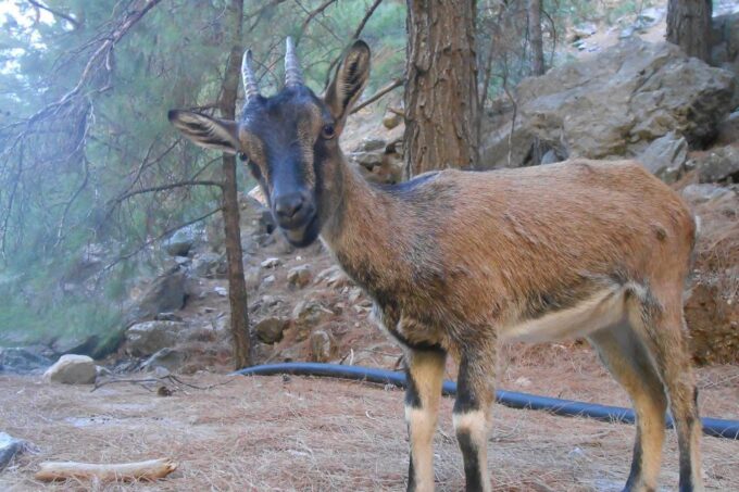 Crete: Hiking Tour in Samaria Gorge - Boat Trip Along the Coast