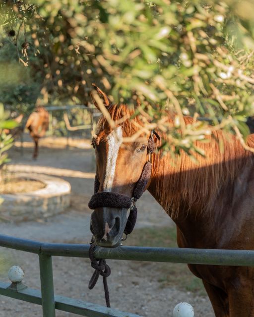 Crete Horse Riding: Cretan Countryside Ride - Riding Through Cretes Beauty