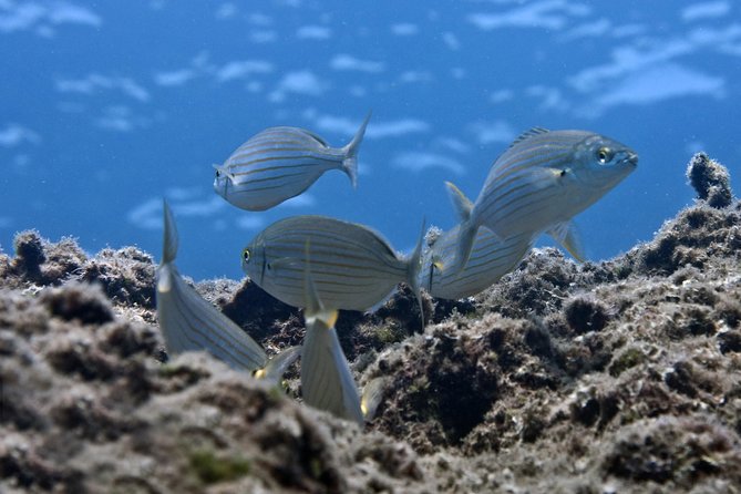 Crete Introductory Scuba Diving Experience - Locations and Dive Sites