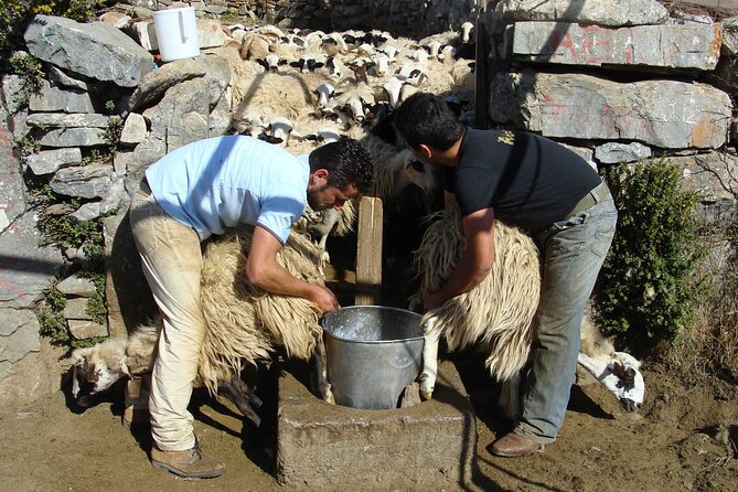Crete: Jeep Safari, Mountains, Goat-Keeping & Cheese Making - Guest Feedback and Highlights
