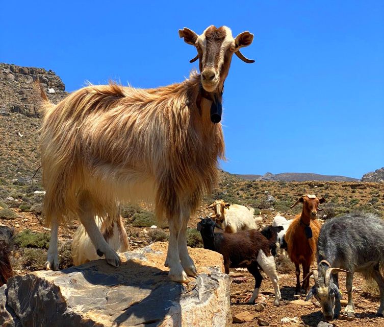 Crete: Jeep Safari, Mountains, Goat-Keeping & Cheese Making - Key Points