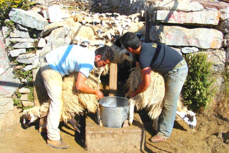Crete: Jeep Safari, Mountains, Goat-Keeping & Cheese Making - Pricing and Booking