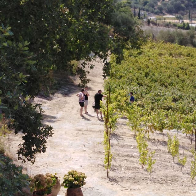 Crete: Kourkoulou Winery Tour & Cooking Classes - Grape Cultivation Practices