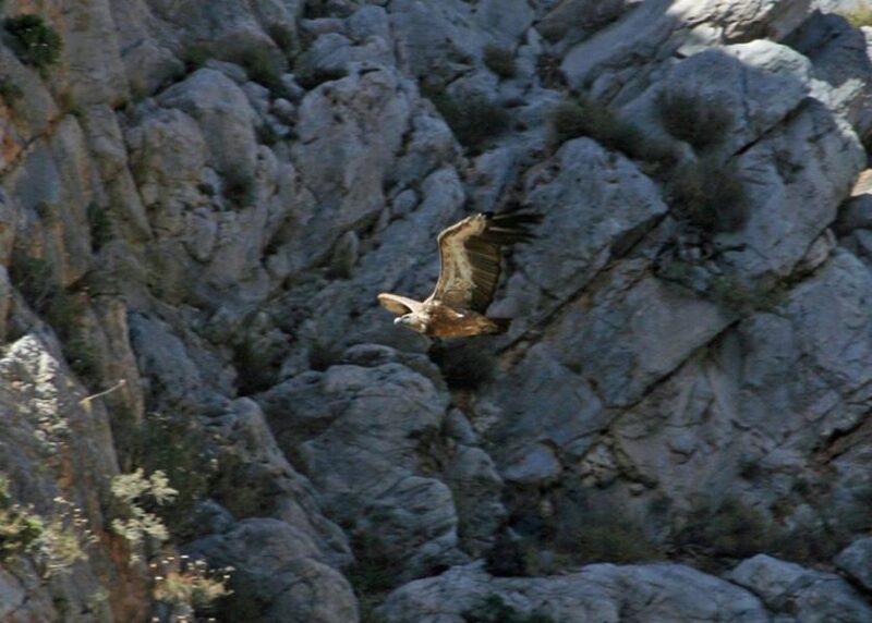 Crete: Land Rover Safari Through Katharo Plateau - Majestic Sycamores of Krasi