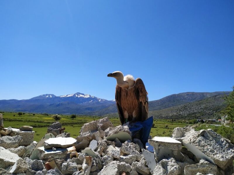 Crete: Lasithi Plateau and Cave of Zeus Off Road Safari Tour - Lassithi Plateau - Local Life Exploration