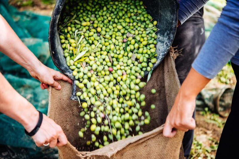 Crete: Melidoni Cave, Honey, Olive Oil & Reptisland - Exploring Cretes Landscapes