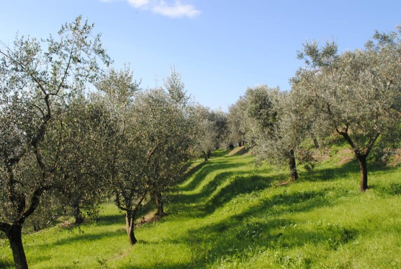 Crete: Melidoni Cave, Honey, Olive Oil & Reptisland - Inclusions