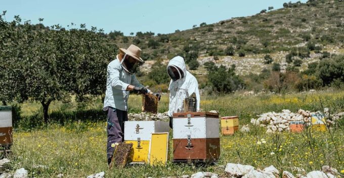 Crete: Melidoni Cave, Honey, Olive Oil & Reptisland - Experience and Activities